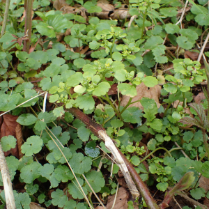 Photographie n°2482979 du taxon Chrysosplenium alternifolium L.