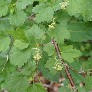Photographie n°2482984 du taxon Ribes alpinum L.