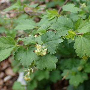 Photographie n°2482985 du taxon Ribes alpinum L.