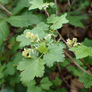 Photographie n°2482986 du taxon Ribes alpinum L.
