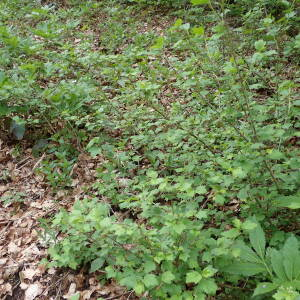 Photographie n°2482988 du taxon Ribes alpinum L.