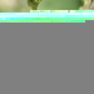 Photographie n°2483010 du taxon Arenaria serpyllifolia L. [1753]