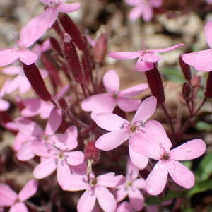 Photographie n°2483011 du taxon Saponaria ocymoides L.