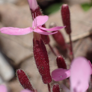 Photographie n°2483012 du taxon Saponaria ocymoides L.