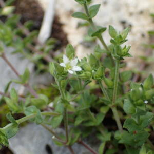 Photographie n°2483023 du taxon Arenaria serpyllifolia L.