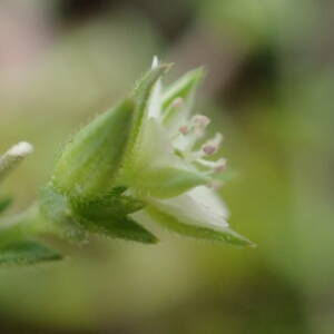 Photographie n°2483025 du taxon Arenaria serpyllifolia L.