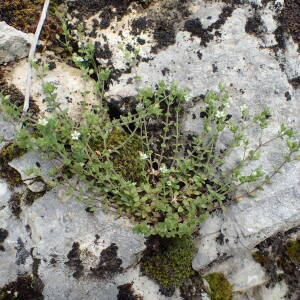 Photographie n°2483028 du taxon Arenaria serpyllifolia L.