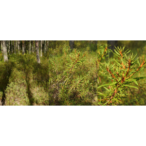 Rhododendron tomentosum Harmaja (Lédon des marais)