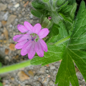 Photographie n°2483060 du taxon Geranium molle L. [1753]