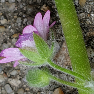 Photographie n°2483061 du taxon Geranium molle L. [1753]