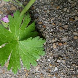 Photographie n°2483062 du taxon Geranium molle L. [1753]