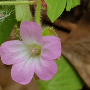 Photographie n°2483063 du taxon Geranium rotundifolium L. [1753]