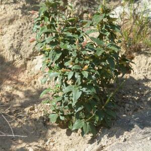 Photographie n°2483066 du taxon Cistus laurifolius L. [1753]