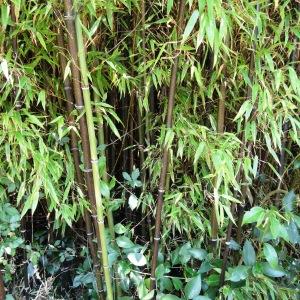 Photographie n°2483080 du taxon Phyllostachys nigra (Lodd. ex Lindl.) Munro [1868]