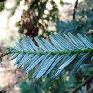 Photographie n°2483088 du taxon Sequoia sempervirens (D.Don) Endl. [1847]