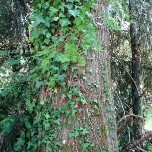 Photographie n°2483134 du taxon Taxodium distichum (L.) Rich. [1810]