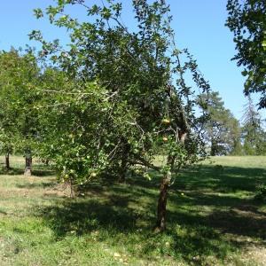 Photographie n°2483138 du taxon Malus domestica Borkh. [1803]