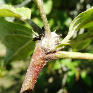 Photographie n°2483139 du taxon Malus domestica Borkh. [1803]