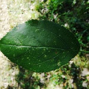 Photographie n°2483141 du taxon Malus domestica Borkh. [1803]