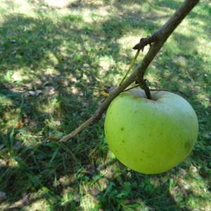 Photographie n°2483142 du taxon Malus domestica Borkh. [1803]