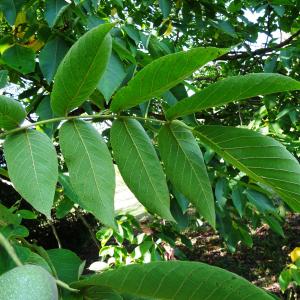  - Juglans ailantifolia Carrière [1878]