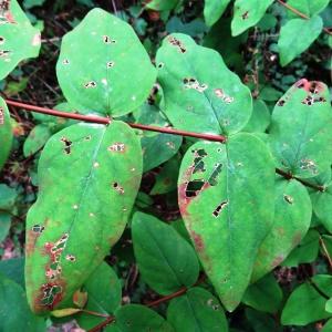 Photographie n°2483201 du taxon Hypericum androsaemum L. [1753]