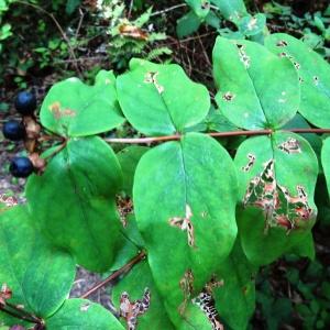 Photographie n°2483202 du taxon Hypericum androsaemum L. [1753]