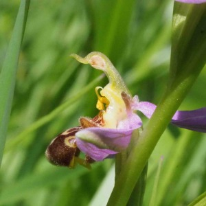 Photographie n°2483220 du taxon Ophrys apifera Huds.