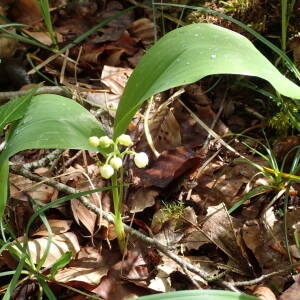 Photographie n°2483244 du taxon Convallaria majalis L.