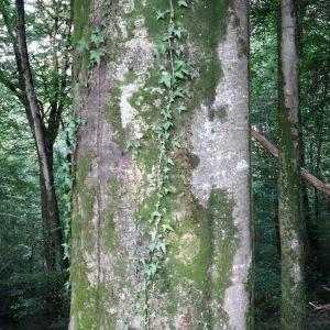 Photographie n°2483289 du taxon Fagus sylvatica L. [1753]