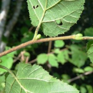 Photographie n°2483300 du taxon Corylus avellana L. [1753]