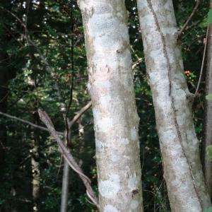 Photographie n°2483303 du taxon Corylus avellana L. [1753]