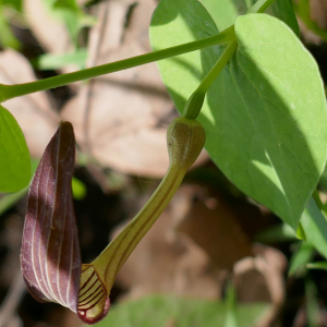 Photographie n°2483330 du taxon Aristolochia rotunda L. [1753]