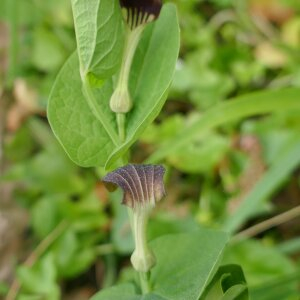 Photographie n°2483331 du taxon Aristolochia rotunda L. [1753]