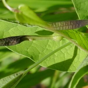 Photographie n°2483336 du taxon Aristolochia rotunda L. [1753]