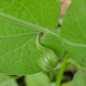 Photographie n°2483338 du taxon Aristolochia rotunda L. [1753]