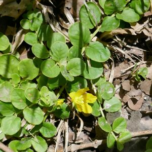 Photographie n°2483368 du taxon Lysimachia nummularia L. [1753]