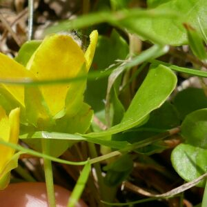 Photographie n°2483370 du taxon Lysimachia nummularia L. [1753]