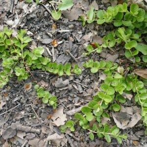 Photographie n°2483371 du taxon Lysimachia nummularia L. [1753]