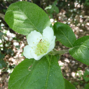 Photographie n°2483375 du taxon Crataegus germanica (L.) Kuntze [1891]