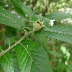 Photographie n°2483377 du taxon Crataegus germanica (L.) Kuntze [1891]