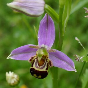 Photographie n°2483381 du taxon Ophrys apifera Huds. [1762]