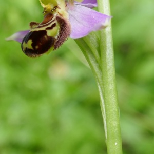 Photographie n°2483382 du taxon Ophrys apifera Huds. [1762]