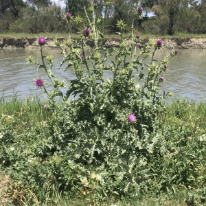 Photographie n°2483402 du taxon Silybum marianum (L.) Gaertn.