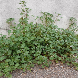 Photographie n°2483406 du taxon Malva neglecta Wallr.