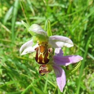 Photographie n°2483437 du taxon Ophrys apifera Huds. [1762]