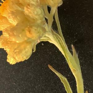 Photographie n°2483462 du taxon Helichrysum stoechas (L.) Moench [1794]