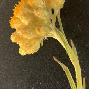 Photographie n°2483463 du taxon Helichrysum stoechas (L.) Moench [1794]