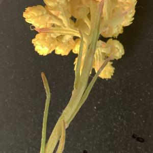 Photographie n°2483464 du taxon Helichrysum stoechas (L.) Moench [1794]