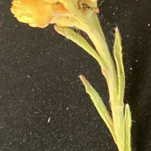 Photographie n°2483465 du taxon Helichrysum stoechas (L.) Moench [1794]